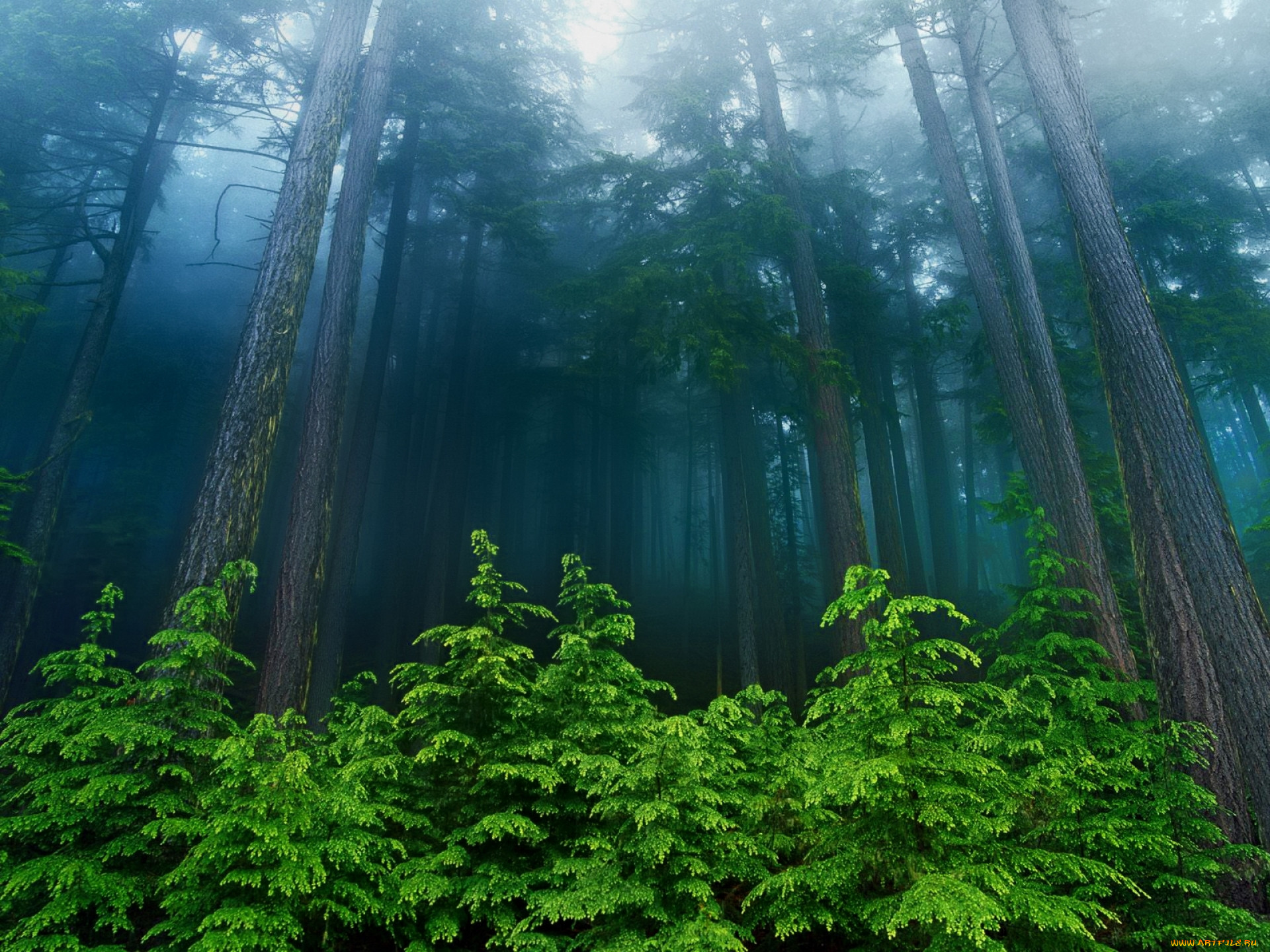 beautiful, forest, , , , 